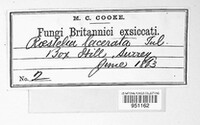 Gymnosporangium clavariiforme image